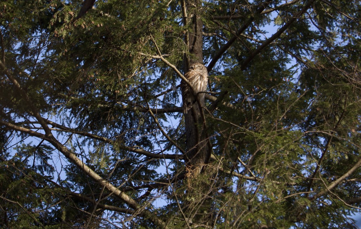 RoppityPhotos's tweet image. Harry at 600 MM.
Harry at 150 MM.
#Harry #BarredOwl #Owls #Wildlife #WildlifePhotography #Nature #NaturePhotography #Birds #BirdPhotography