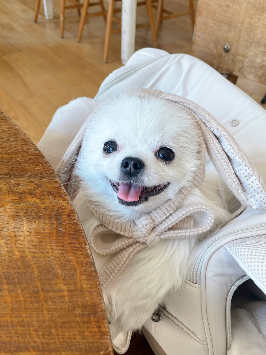 숭이일기 tweet media