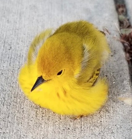 Freedom_Lian 麻摆绷唉废完躺悲有似寄 tweet media