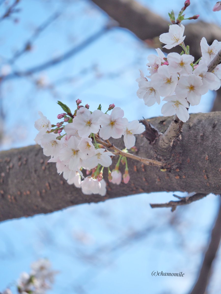 𝕔𝕙𝕒𝕞𝕠𝕞𝕚𝕝𝕖🌹🌿 tweet media