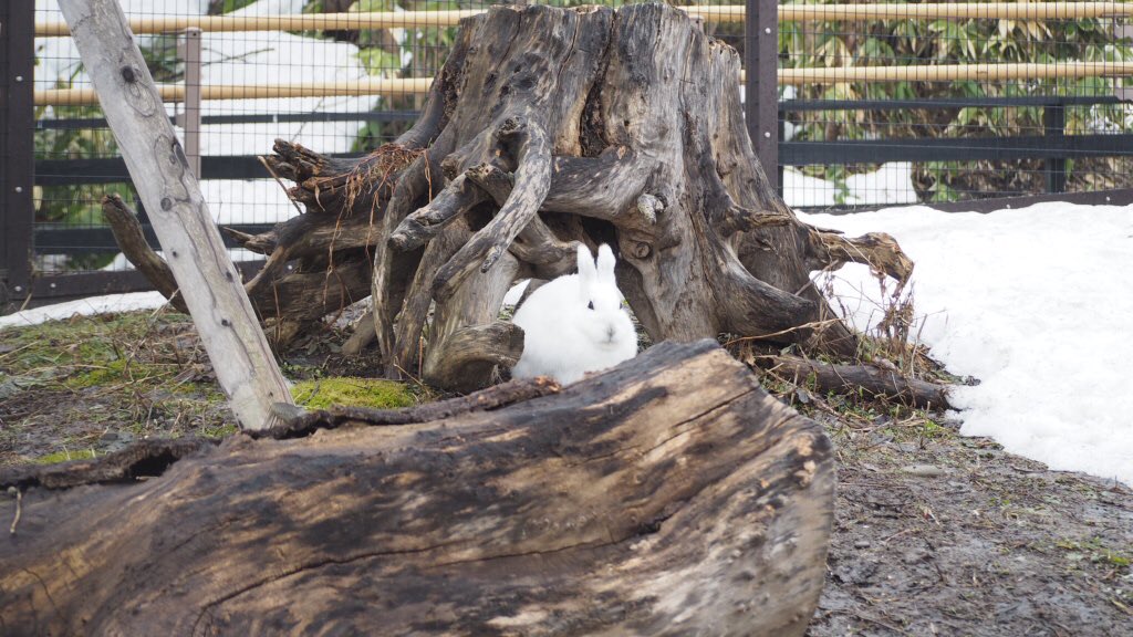 asyzoo_eastgate's tweet photo. おはようございます。
現在−2.2℃、曇り空で、濃い霧が出ています。
右の写真は、昨日の雪が無くなって見つけやすくなったエゾユキウサギ（上）と巣穴近くで佇むシマフクロウ（おそらくロロ）です。
今週もよろしくお願いします。(AB)
#旭山動物園 #旭山動物園東門 #旭川 https://t.co/9XZvjSruAJ