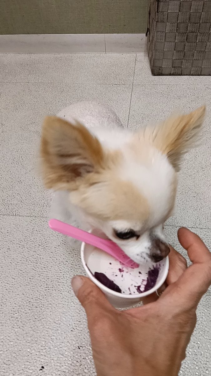 プティとアッシュのママ tweet media