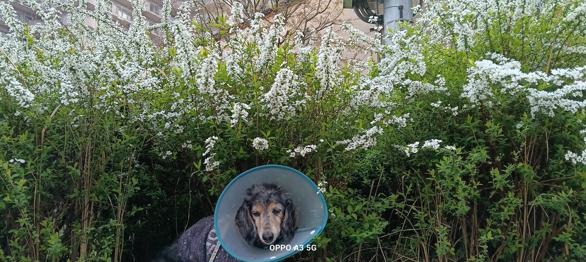 プティとアッシュのママ tweet media