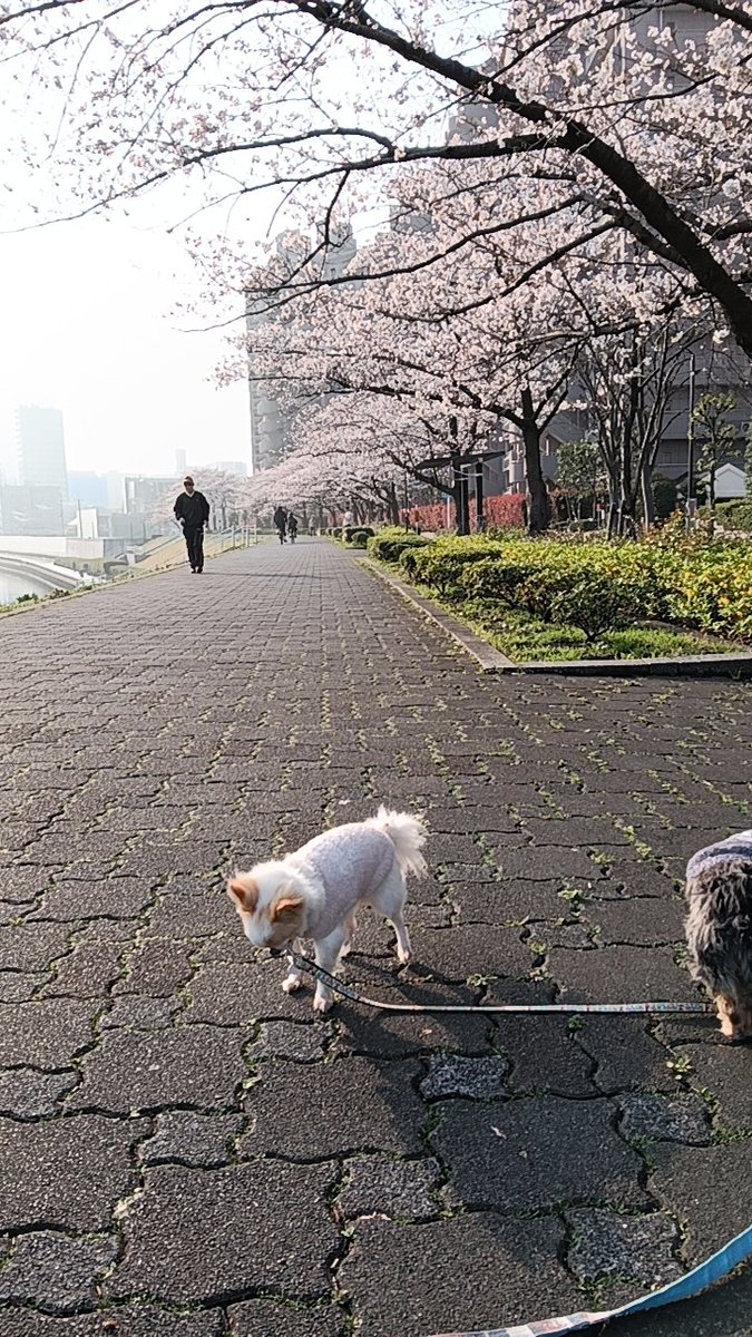 プティとアッシュのママ tweet media