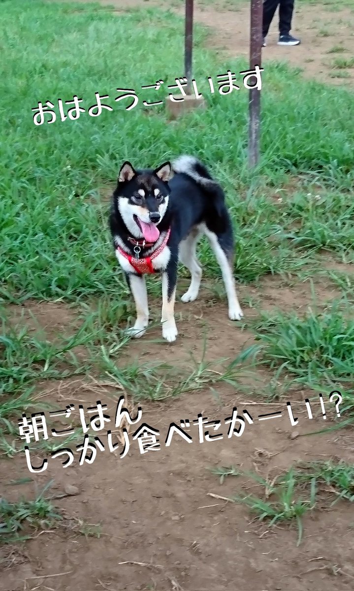 夏樹リオ tweet media