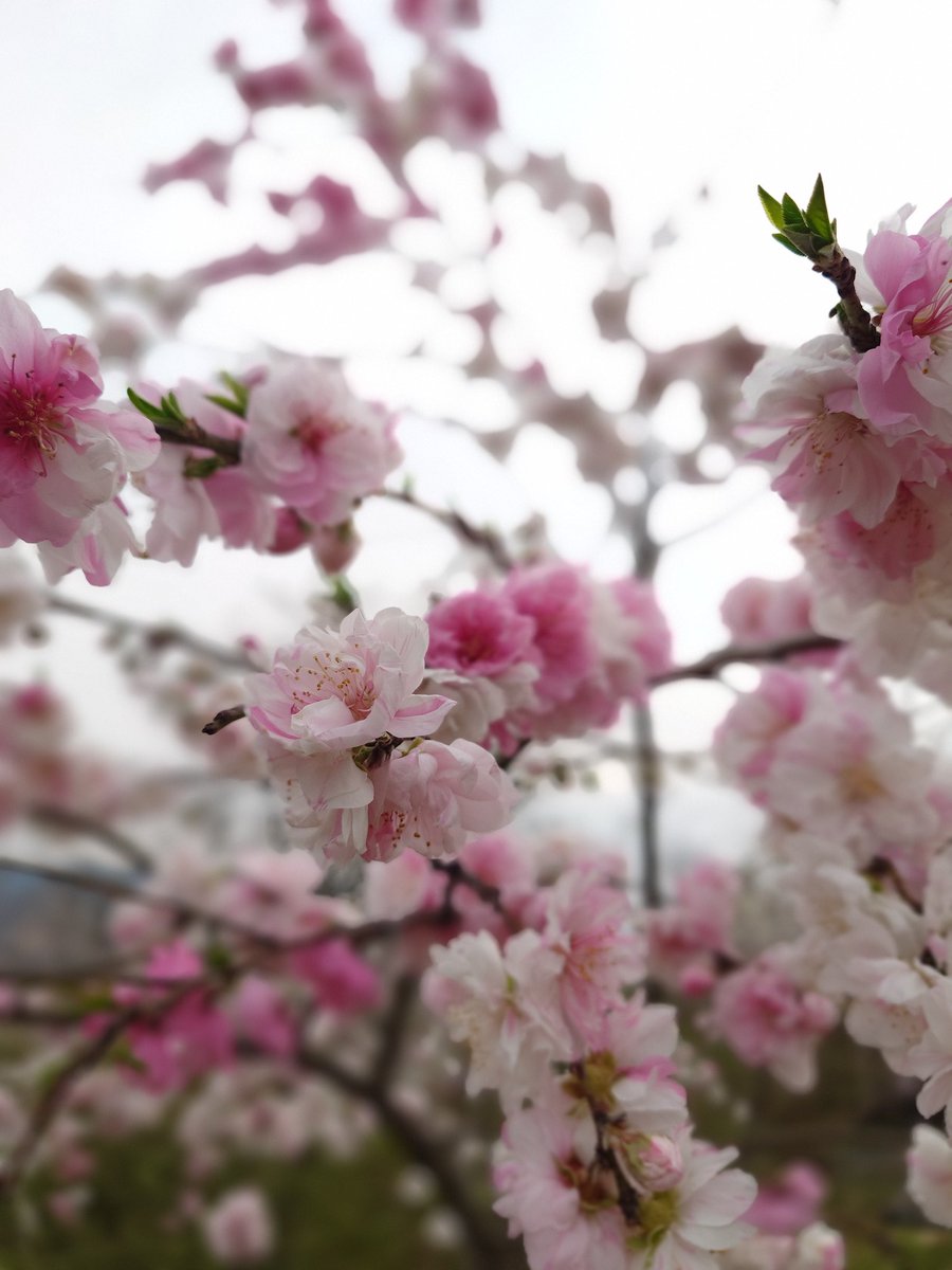 いっくん tweet media