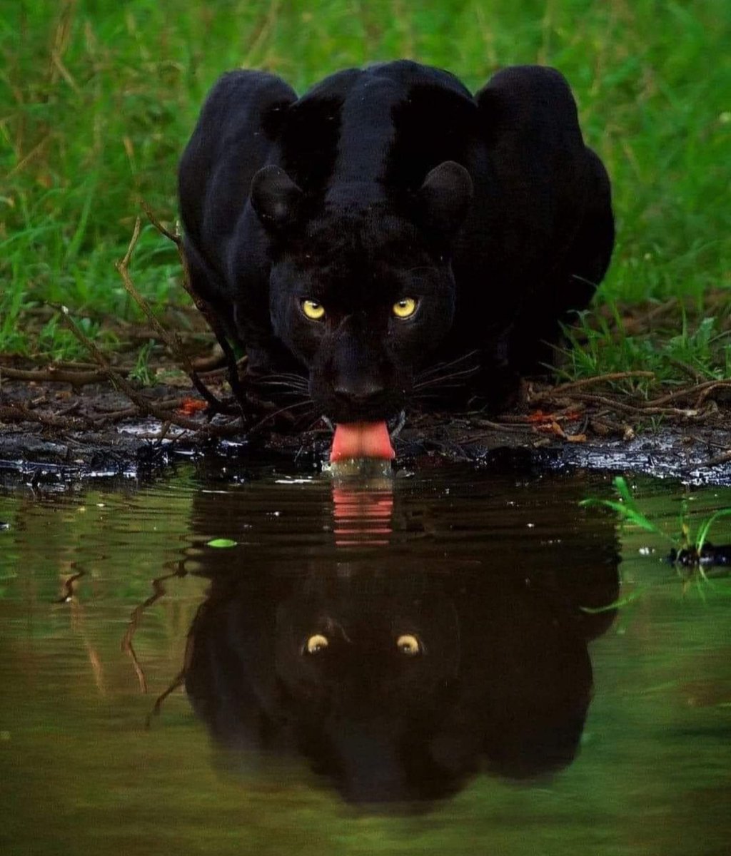 El Tecolote 🤗🦉 tweet media