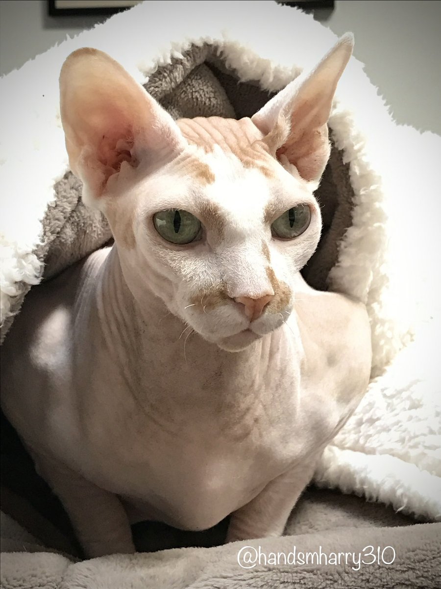 Had been wondering why Harry kept appearing to me all weekend🤔of course, Happy⋆✴︎˚｡⋆🎂  ༘⋆🎈 Birthday today my Beautiful sweet angel🕊️boy💚🐾🌈💫xoxo March29/2013•.*