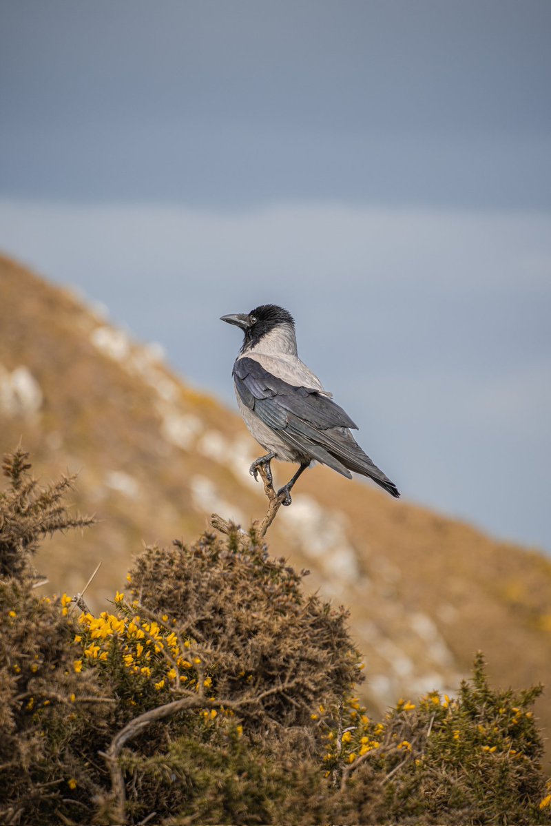 Raku 🐎 tweet media