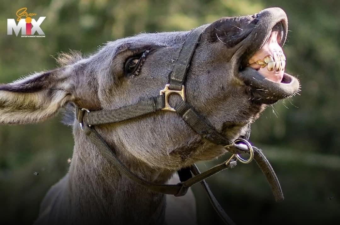 Screen Mix tweet media