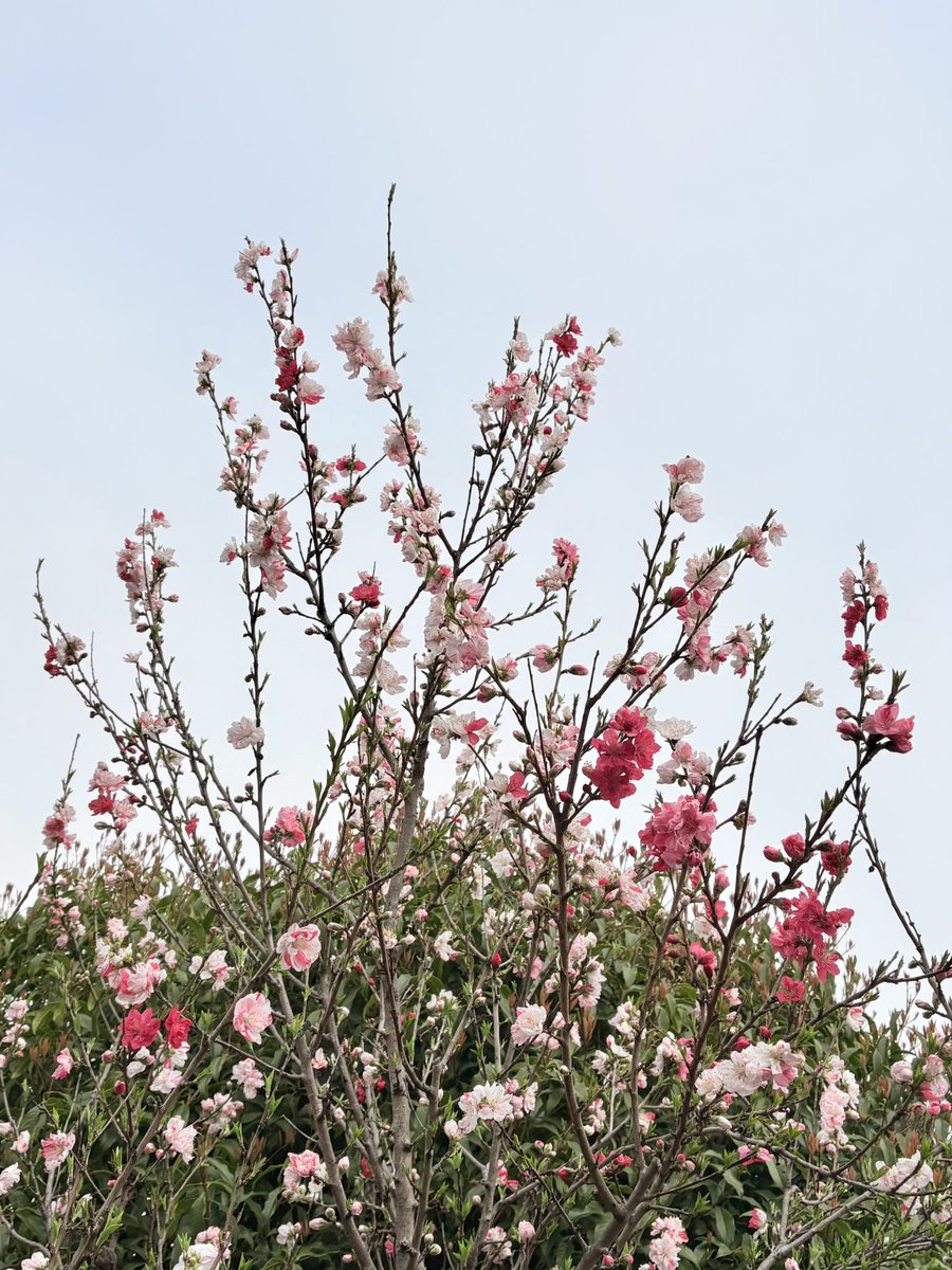 轟け神速の爆炎タバサ tweet media