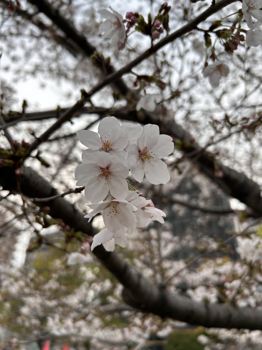 東京荷札印刷株式会社【公式】 tweet media