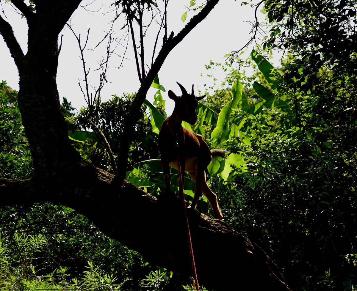 ヤギの人🐐 tweet media