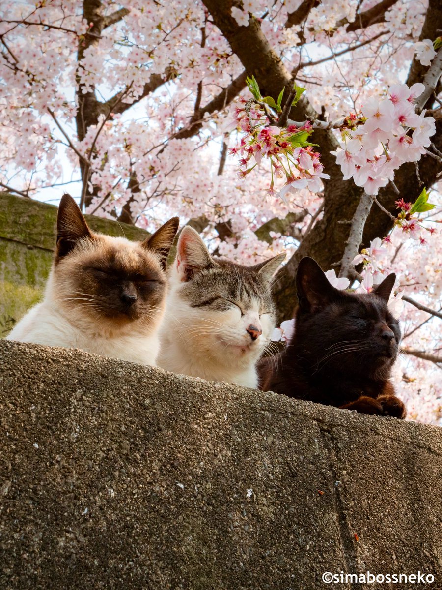 simabossneko 写真集「島にゃんこ」発売中 tweet media