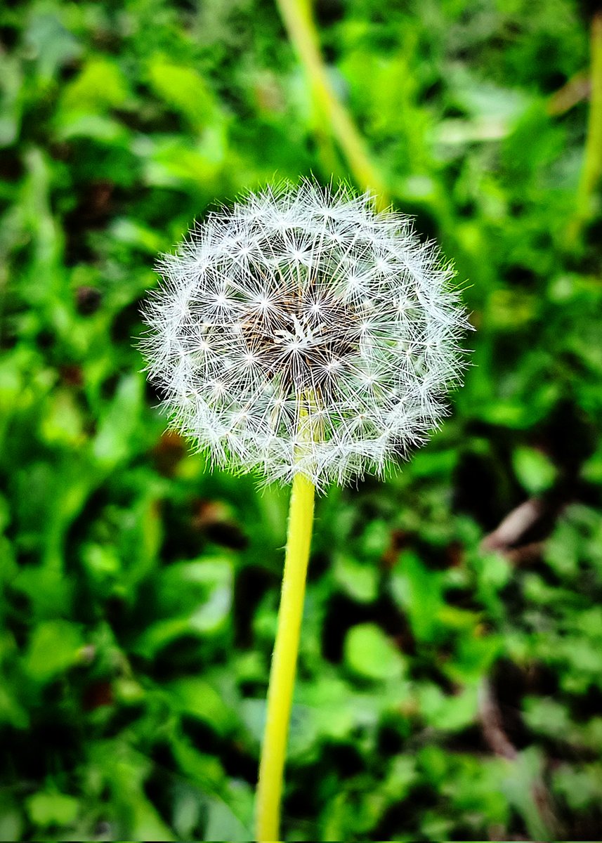 JosGonz017's tweet photo. Diente de león. Fotografía editada y original. #Morelia #Michoacán #Mexico #photographie #PhotoOfTheWeek #Photobyme #Photos_of_the_day #Photography101 https://t.co/LO2XgGewXJ