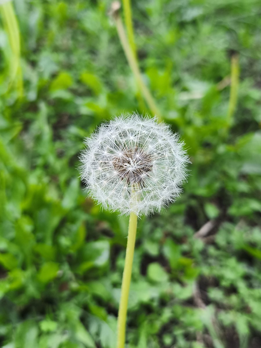 JosGonz017's tweet photo. Diente de león. Fotografía editada y original. #Morelia #Michoacán #Mexico #photographie #PhotoOfTheWeek #Photobyme #Photos_of_the_day #Photography101 https://t.co/LO2XgGewXJ