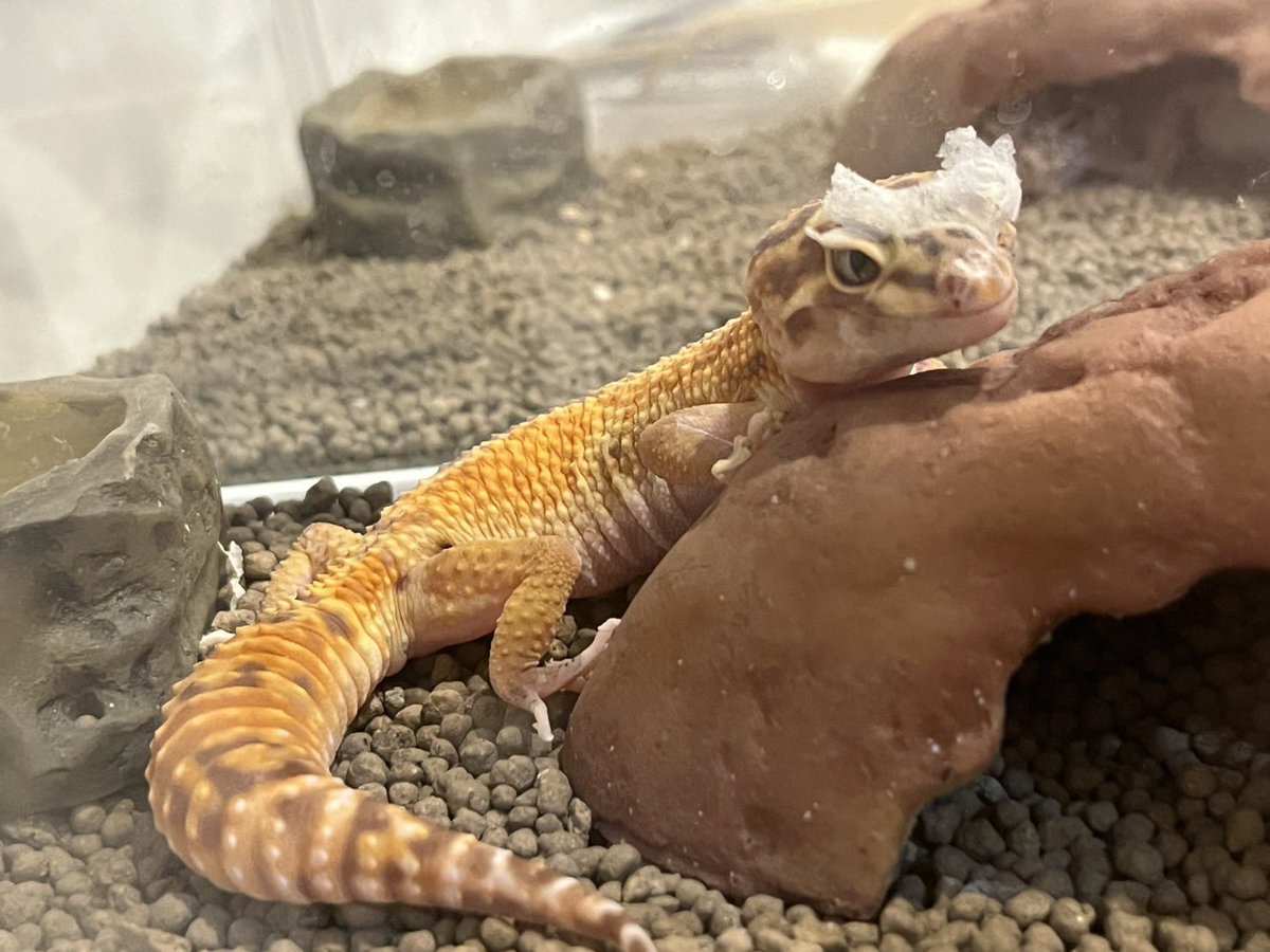 sassyさっしー会長 tweet media