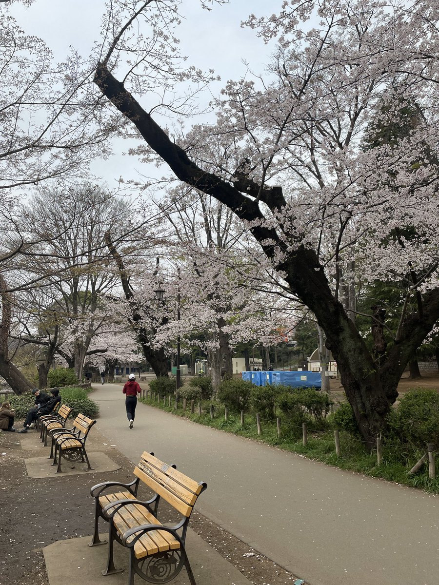 takonishi9160's tweet photo. 朝ラン通算87日。1日ぶりの朝ラン。昨日昼間野川と井の頭公園の桜を見てきたが、人が多かったので朝ランで井の頭公園へ。人が少なくて涼しいのでよい景色。途中歩きながら8キロ6分。最近そんなに足首や腰痛くない。66.1kg/17.8%。 #朝ラン #桜 #runnning #cherryblossoms https://t.co/Z9OovFUxQQ