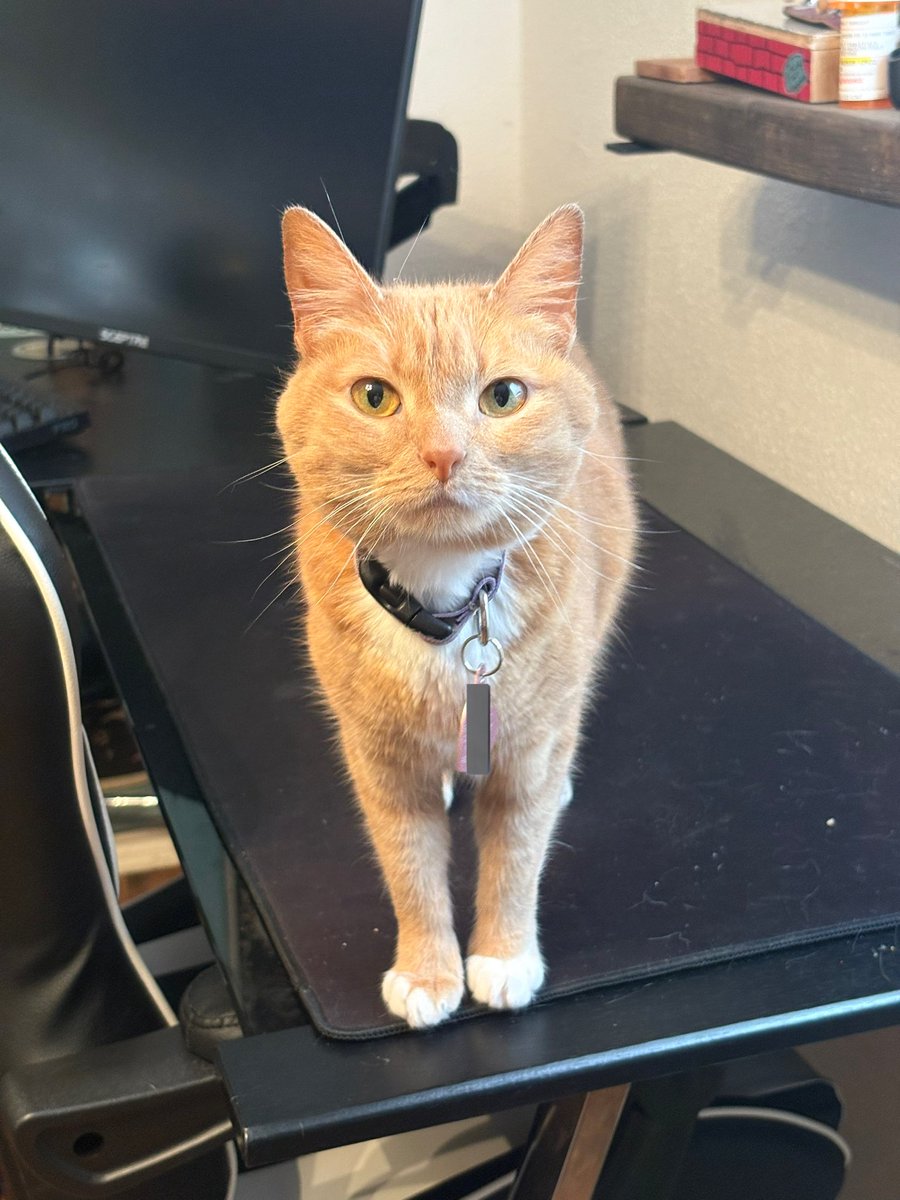 cheeto the orange girl 🧡✨ | 🤍 bonkers tweet media