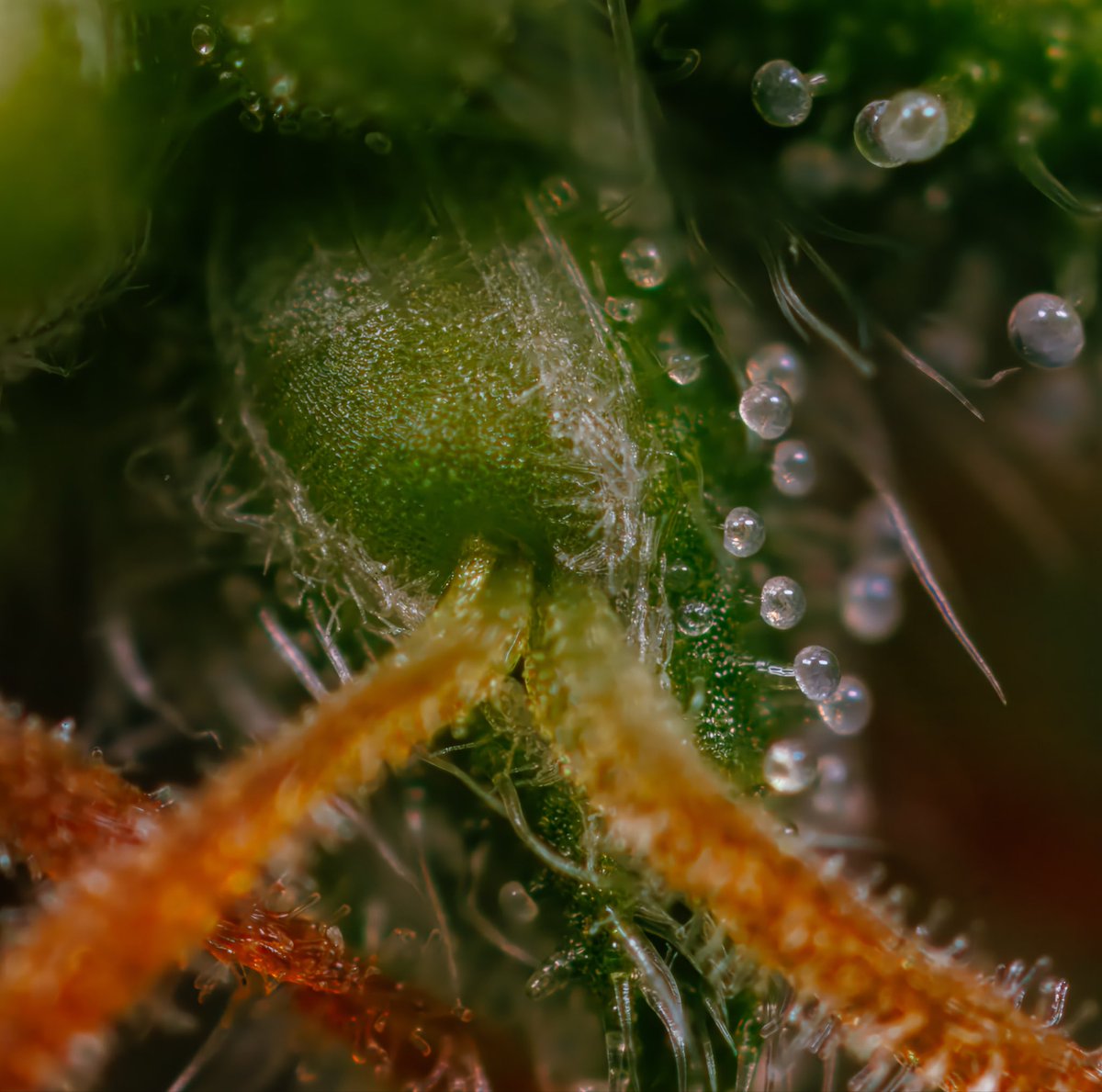 Cannabeast40 tweet media