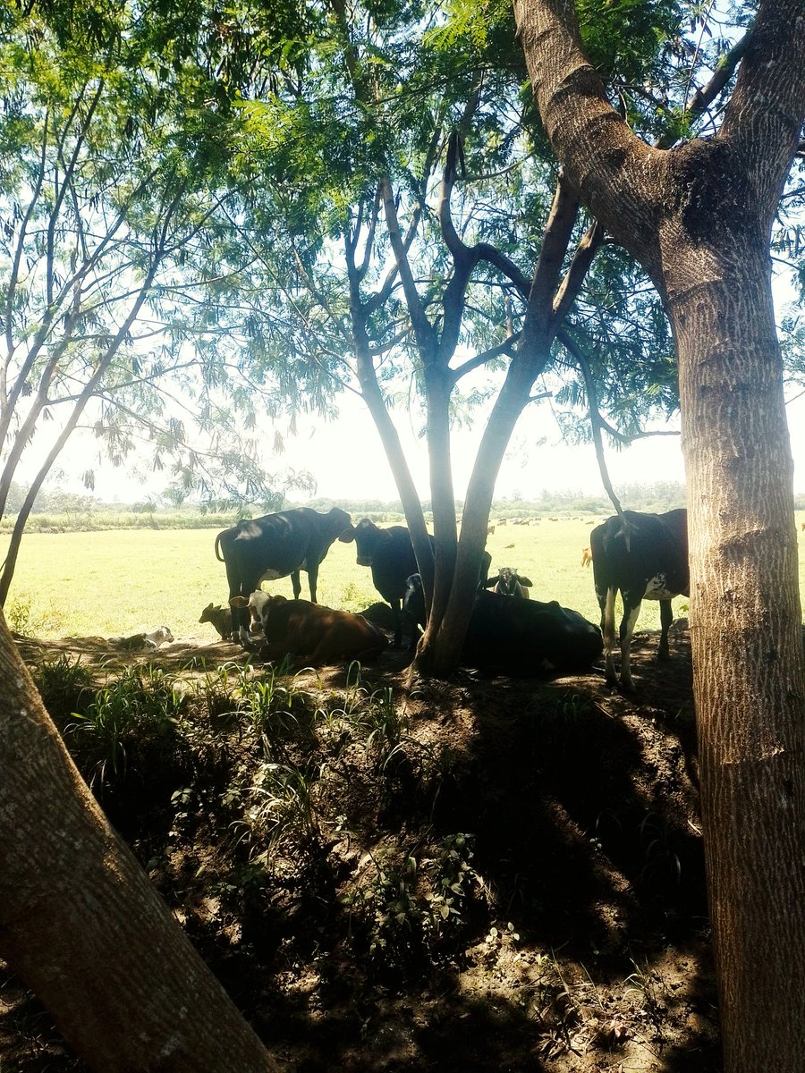 ignis est tweet media