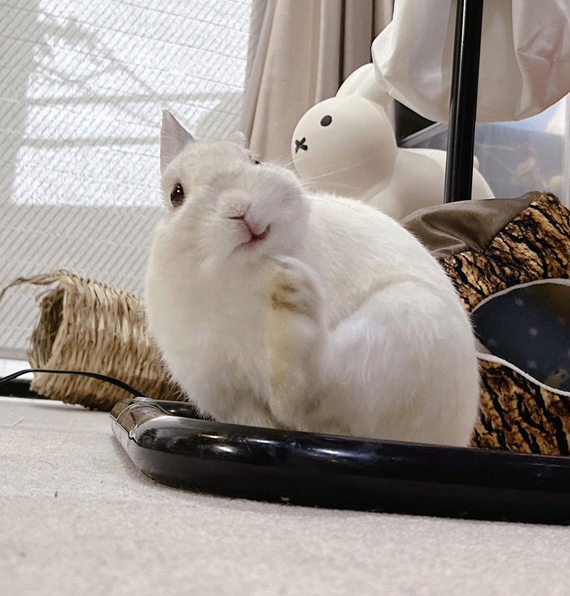 千代屋 tweet media