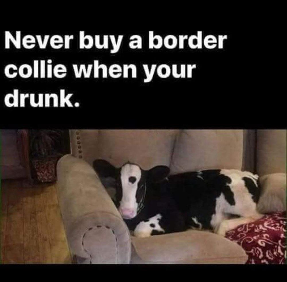 cornbread tweet media