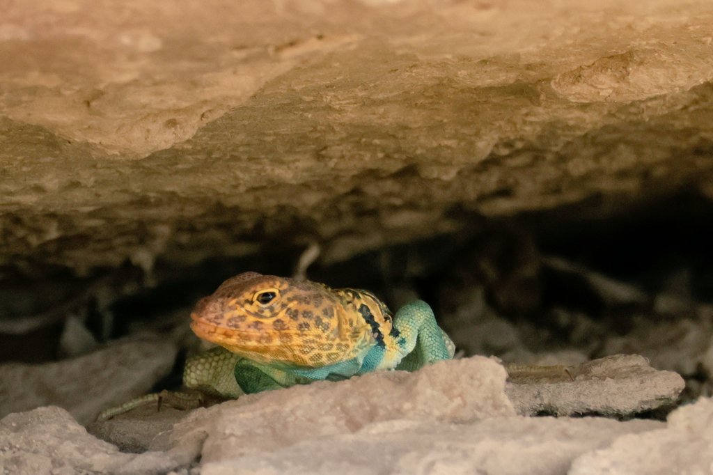 Shorty Harris tweet media