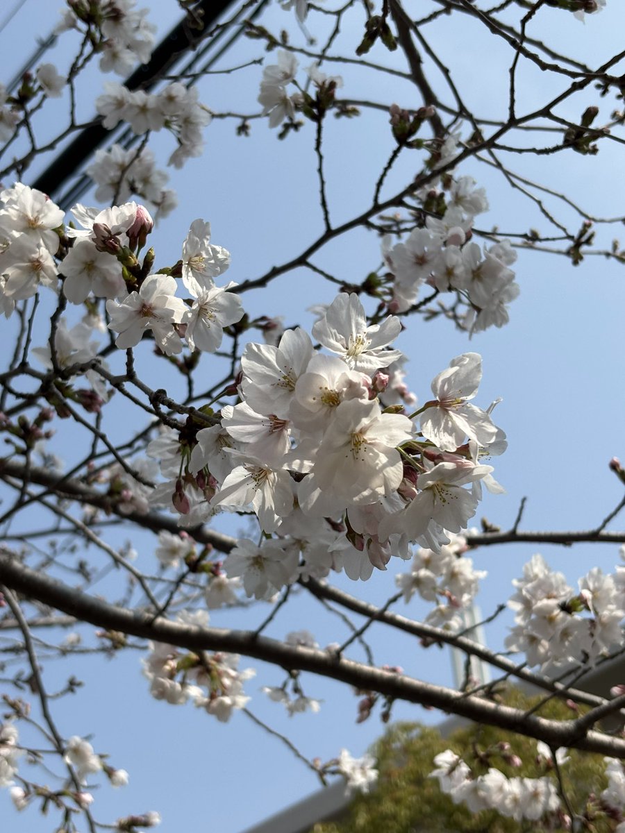 SeiganMania's tweet photo. おはようございます🌤️

さぁ、月曜日！

明後日からは新年度、桜も見頃です

では、今日も一日頑張ります😊👍 https://t.co/j2rFhhGPQu