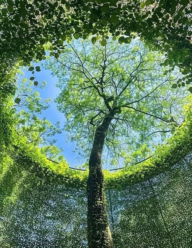 i love trees
