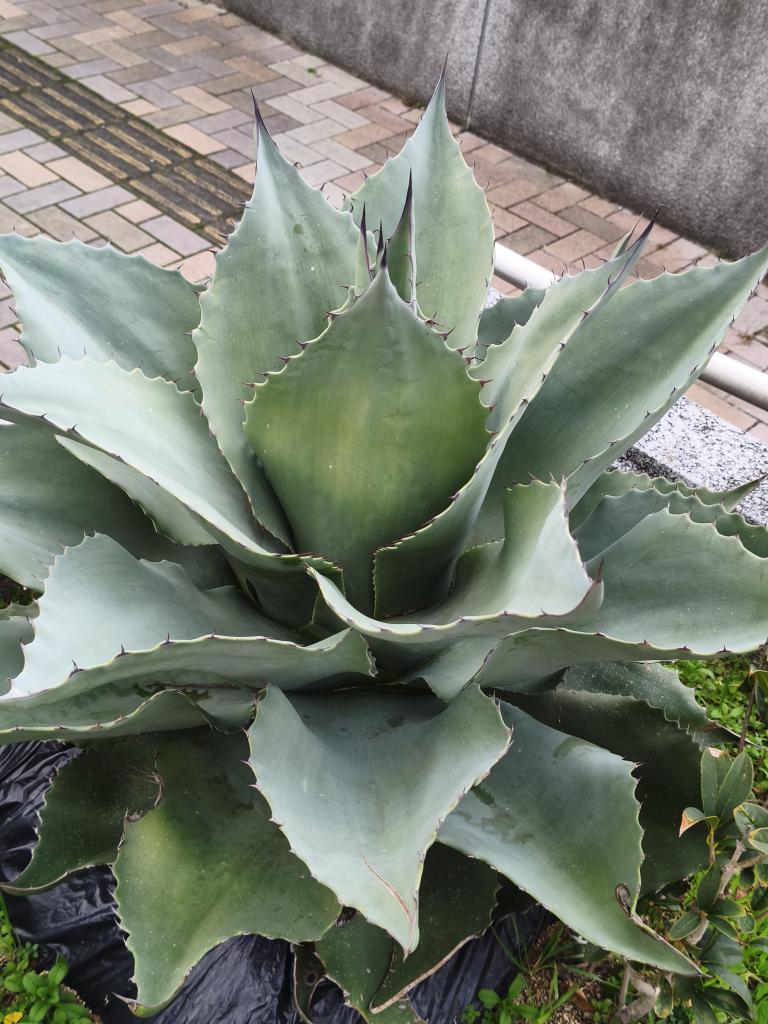 RiDoLeather tweet media