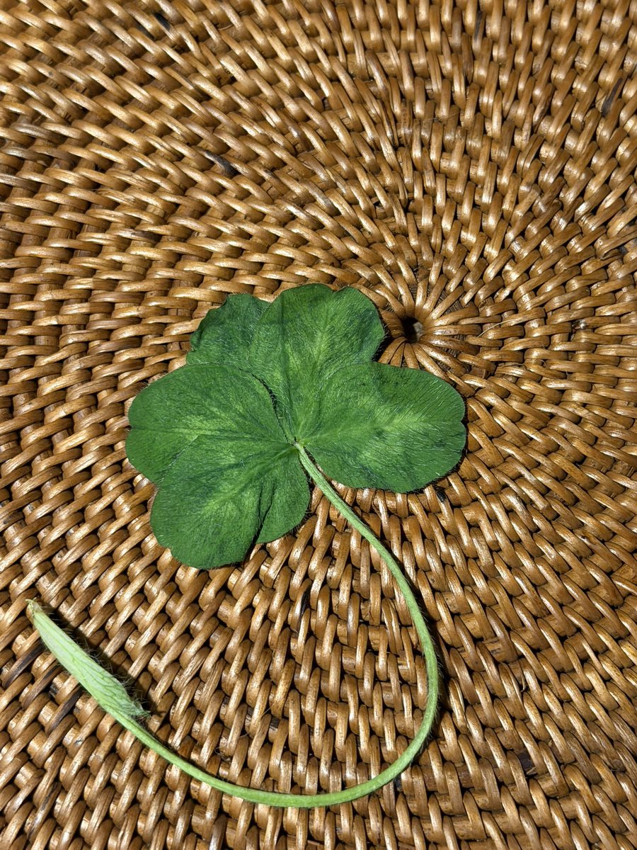 麻生圭子 Keiko Aso tweet media