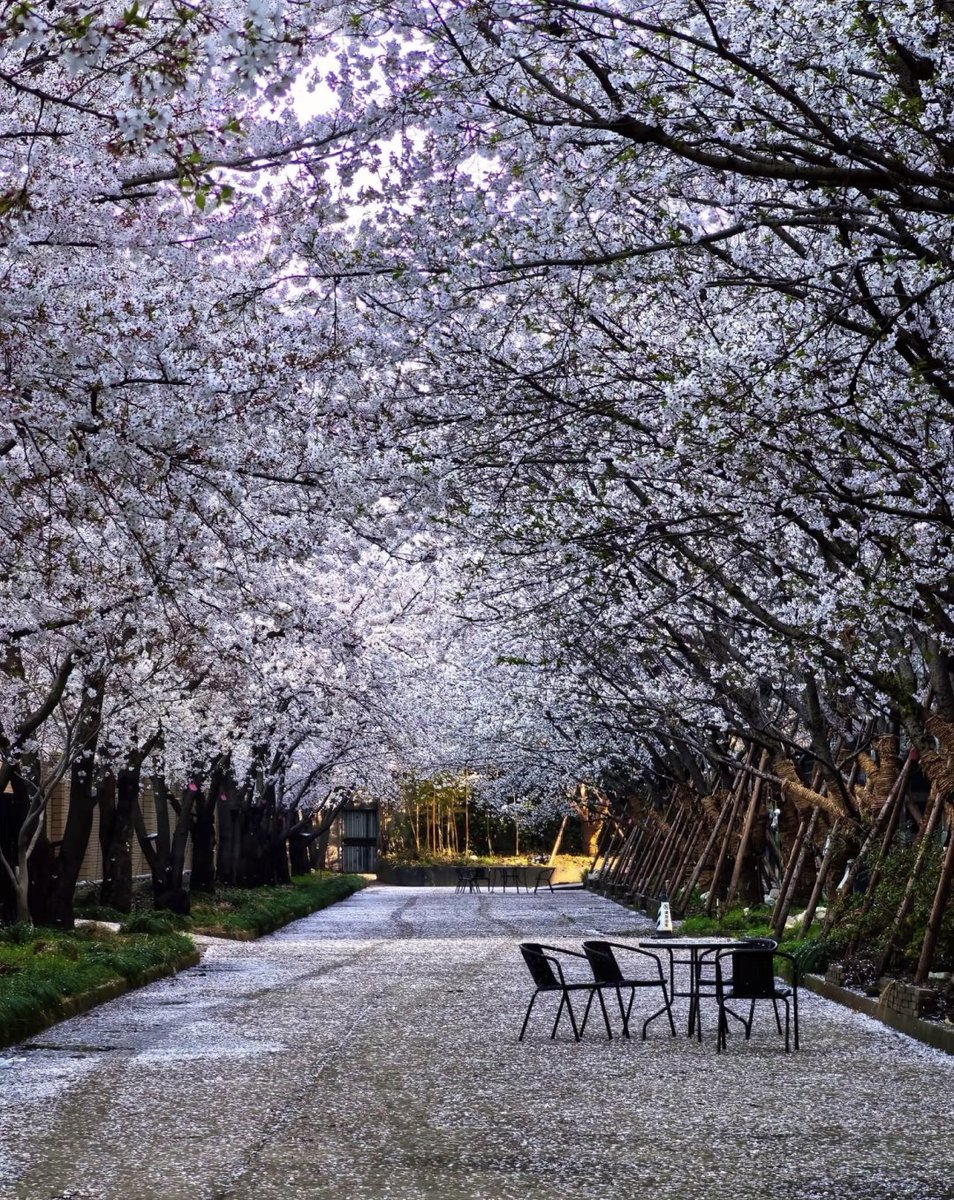 thomas_mitch89's tweet image. Flowers bloom silently, their fall full of emotion. This is spring's most beautiful gift to the earth.

#LifeFragments #TravelDiary #FlowerViewing #StunningScenery