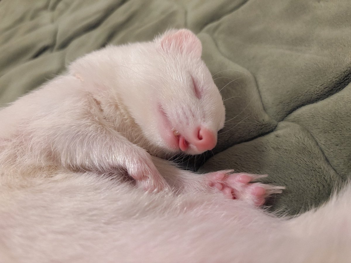 ウユちゃん tweet media