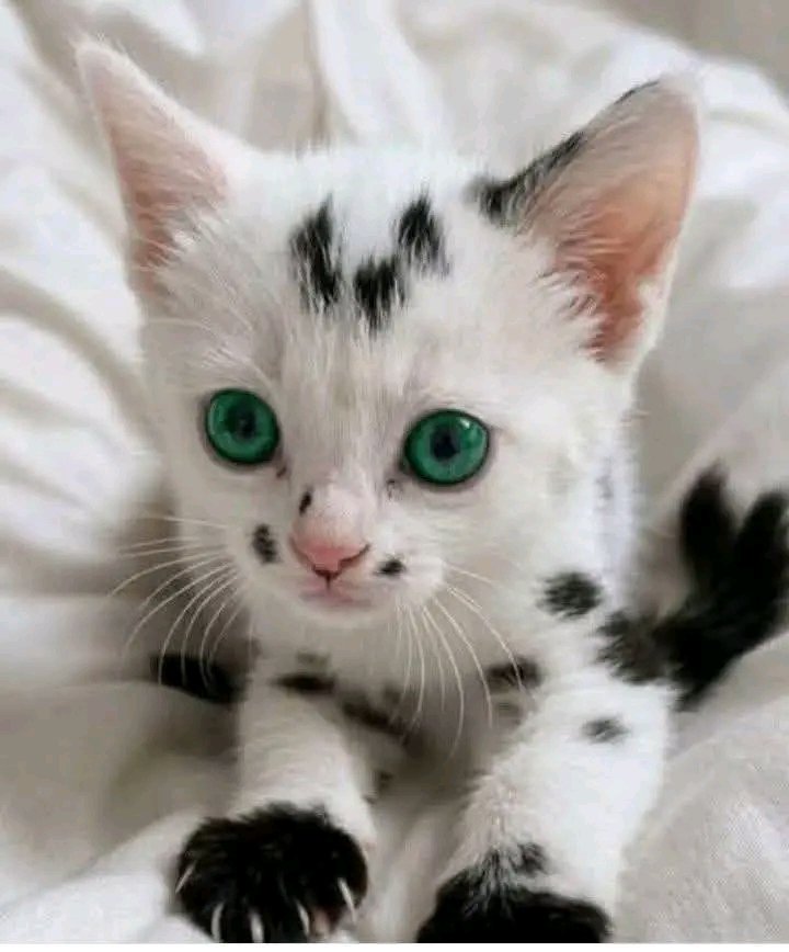 The pets only 🐾 tweet media