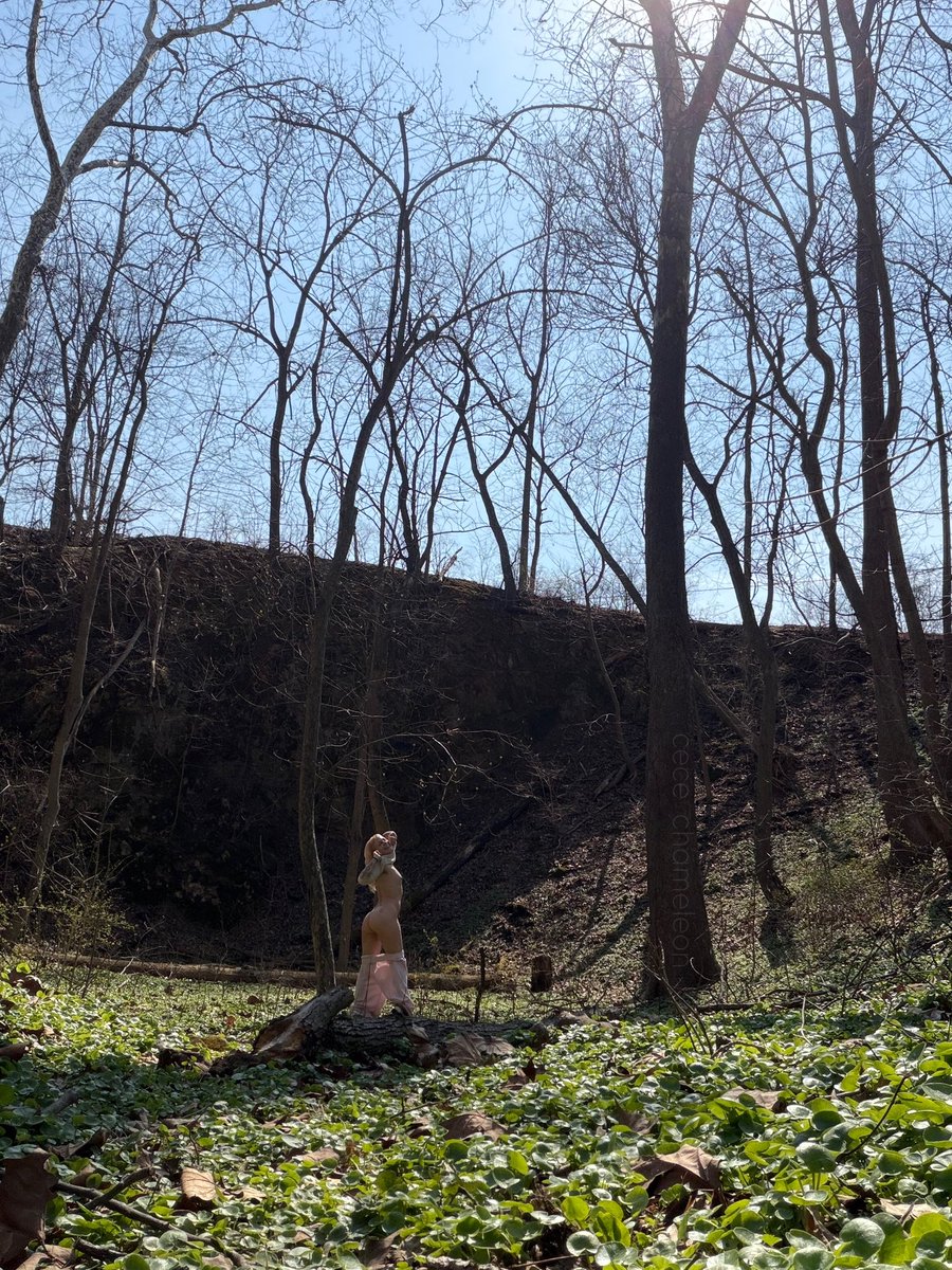 Cece Chameleon tweet media