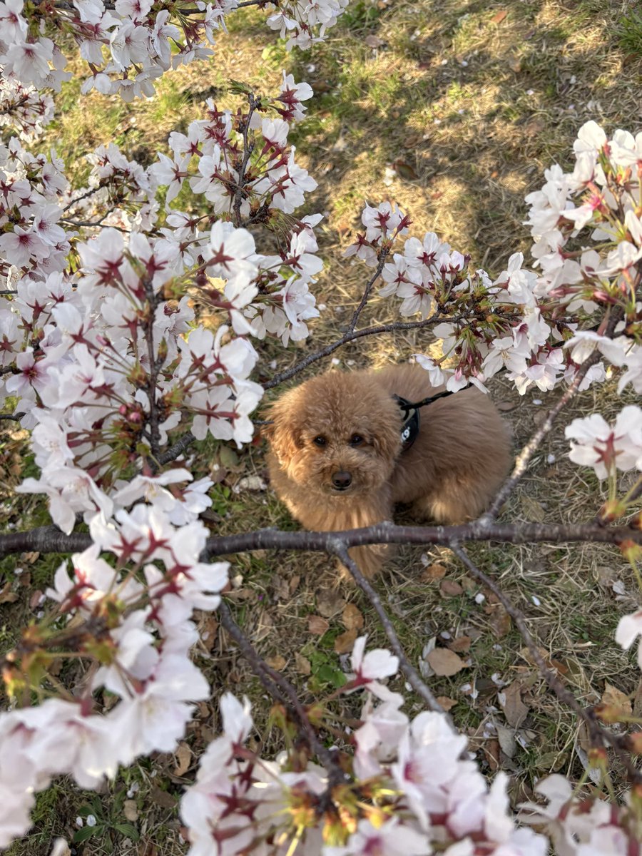 トイプードル🐶ふう太 tweet media