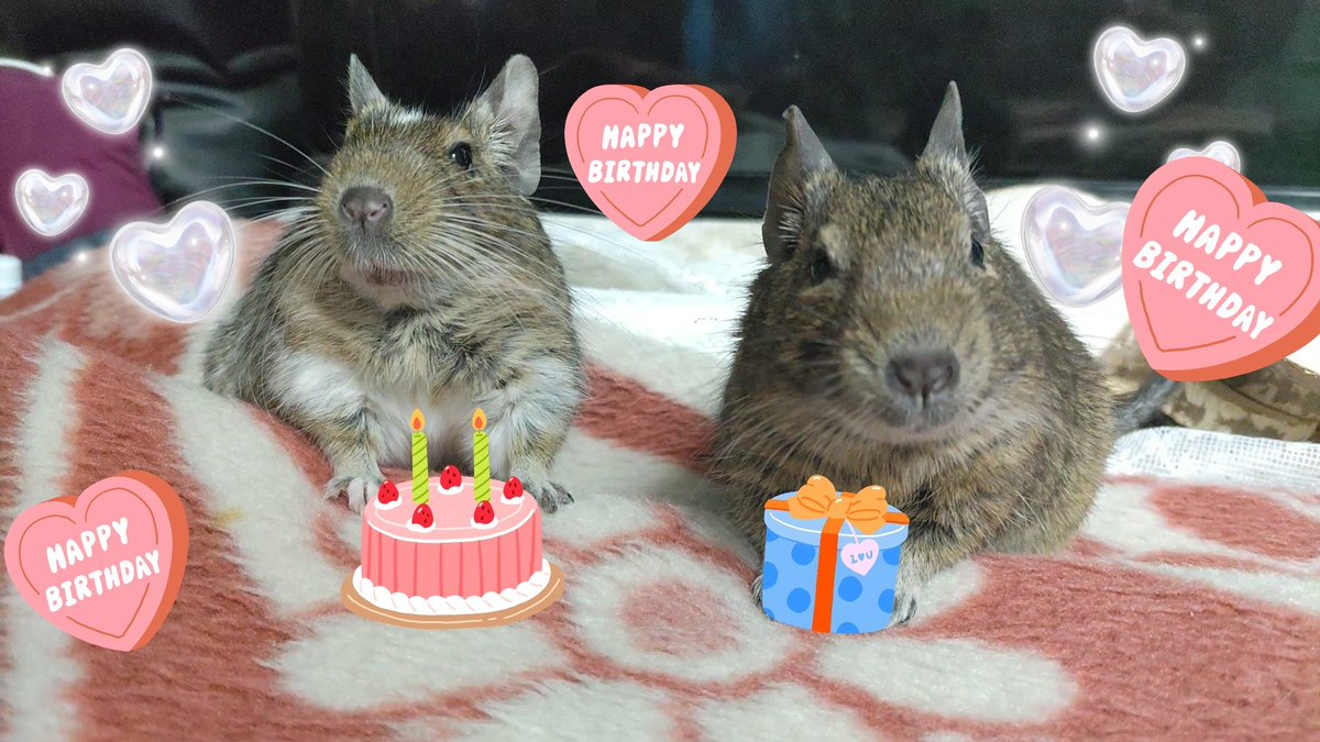 ぶーさんとシロ（巨人：ヒロセ） tweet media