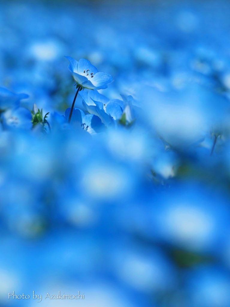 小豆餅乃𝕗𝕝𝕠𝕨𝕖𝕣 𝕣𝕠𝕠𝕞 𖧷𓂃◌ tweet media