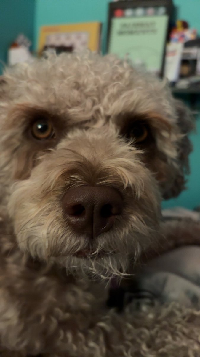 Lise 🇨🇦🖤💛 and ❤️💙🐶 tweet media