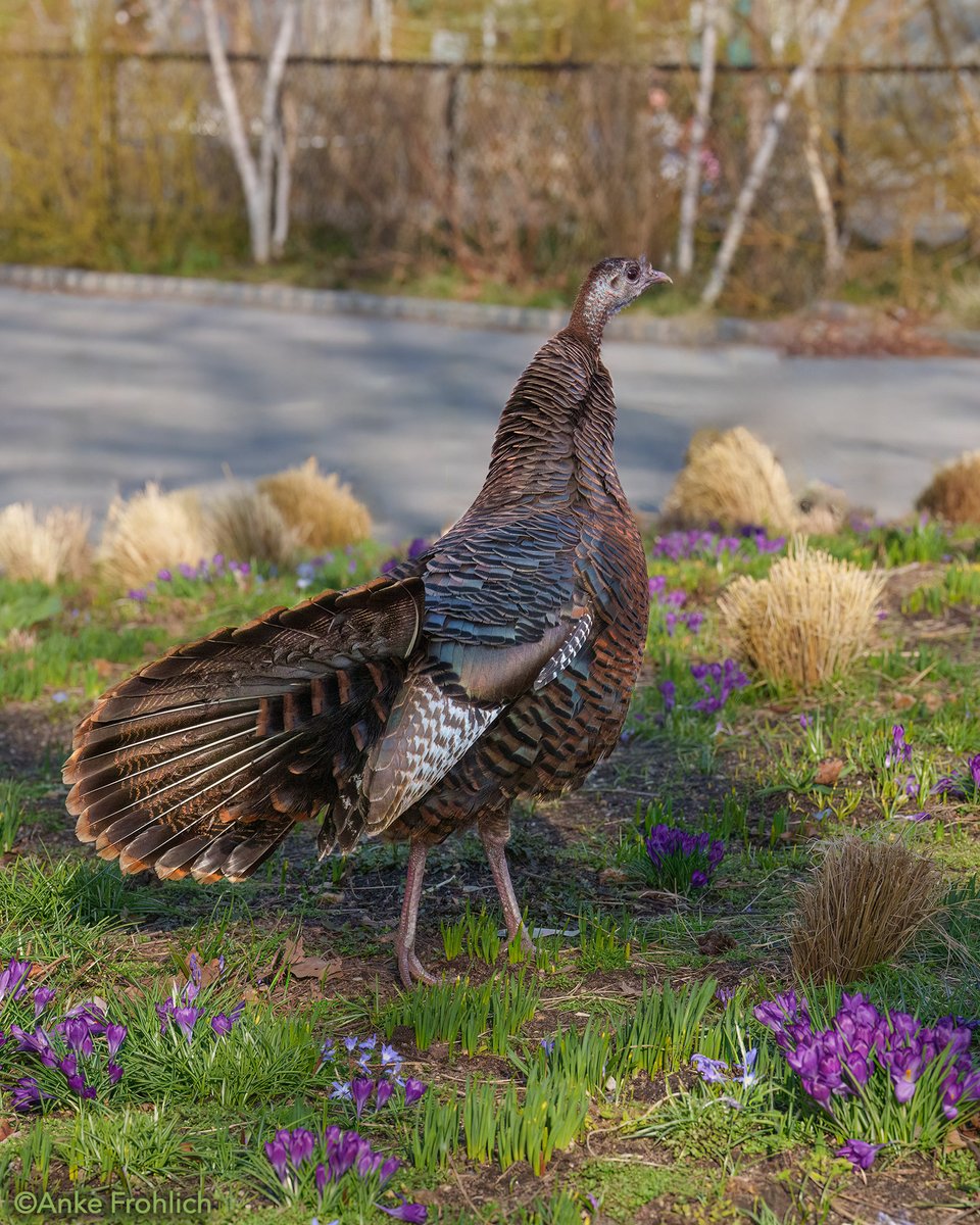 _AnkeFrohlich's tweet image. Astoria the Wild Turkey fanned her tail. Seconds later, a red-tailed hawk flew by and dropped down nearby…... then reappeared with a big rat🐀. Instincts on point, Astoria. All is well.🦃💕

The Battery, NYC      

#birdcpp, #Astoria, #WildTurkey, #NYCWildlife, #UrbanWildlife