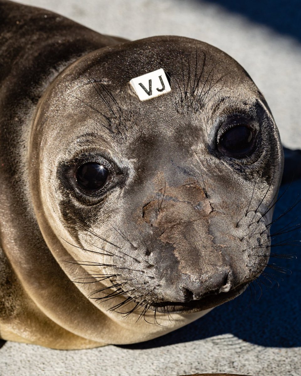 The Marine Mammal Center tweet media