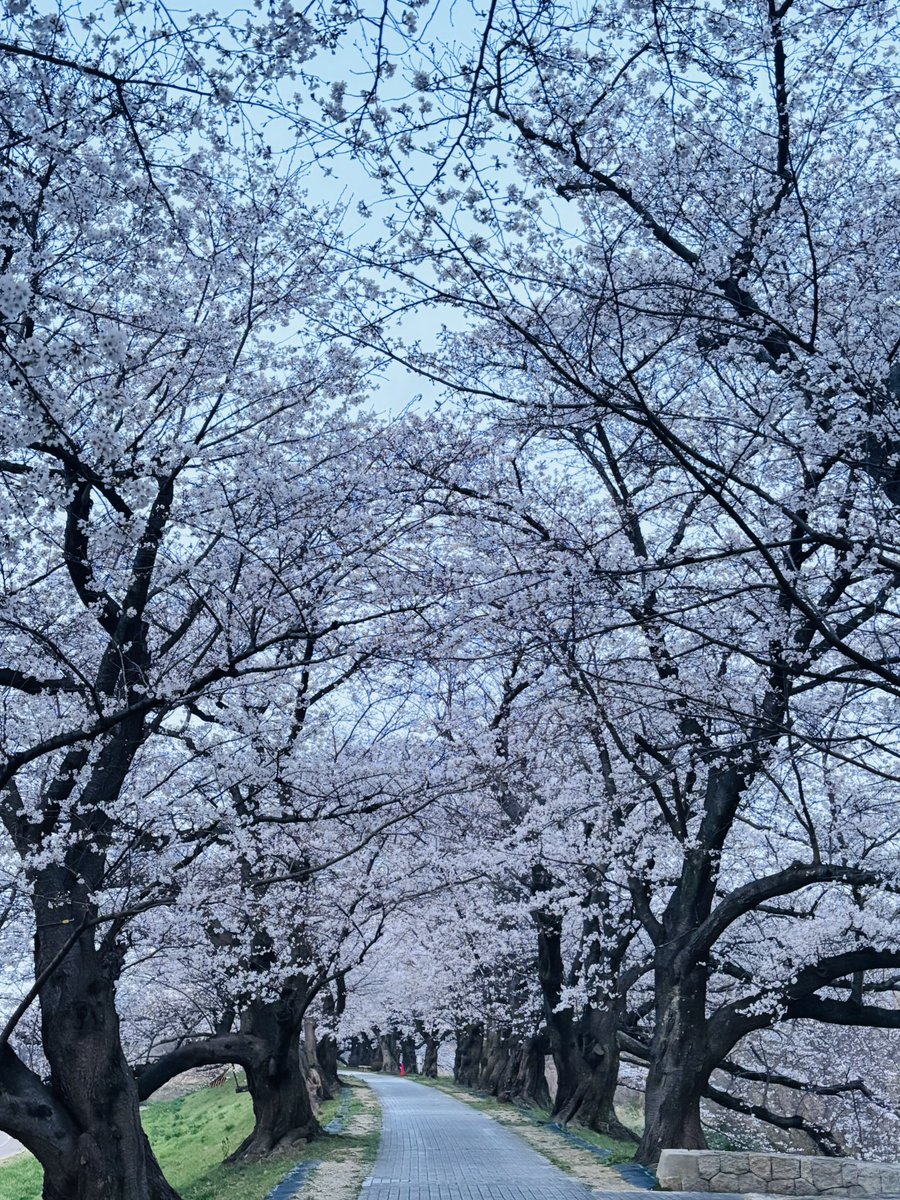 さっち@4/19 OBAMA若狭マラソン大会 tweet media