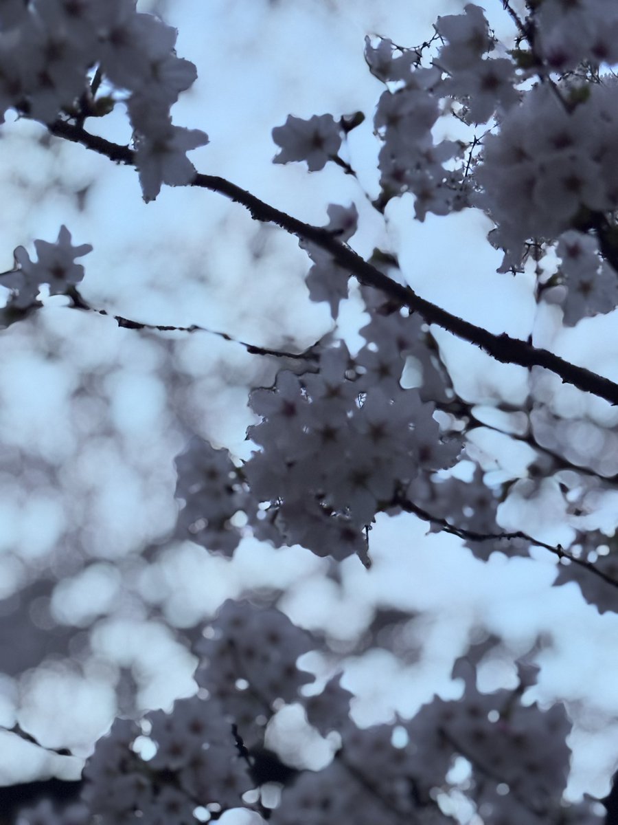 さっち@4/19 OBAMA若狭マラソン大会 tweet media