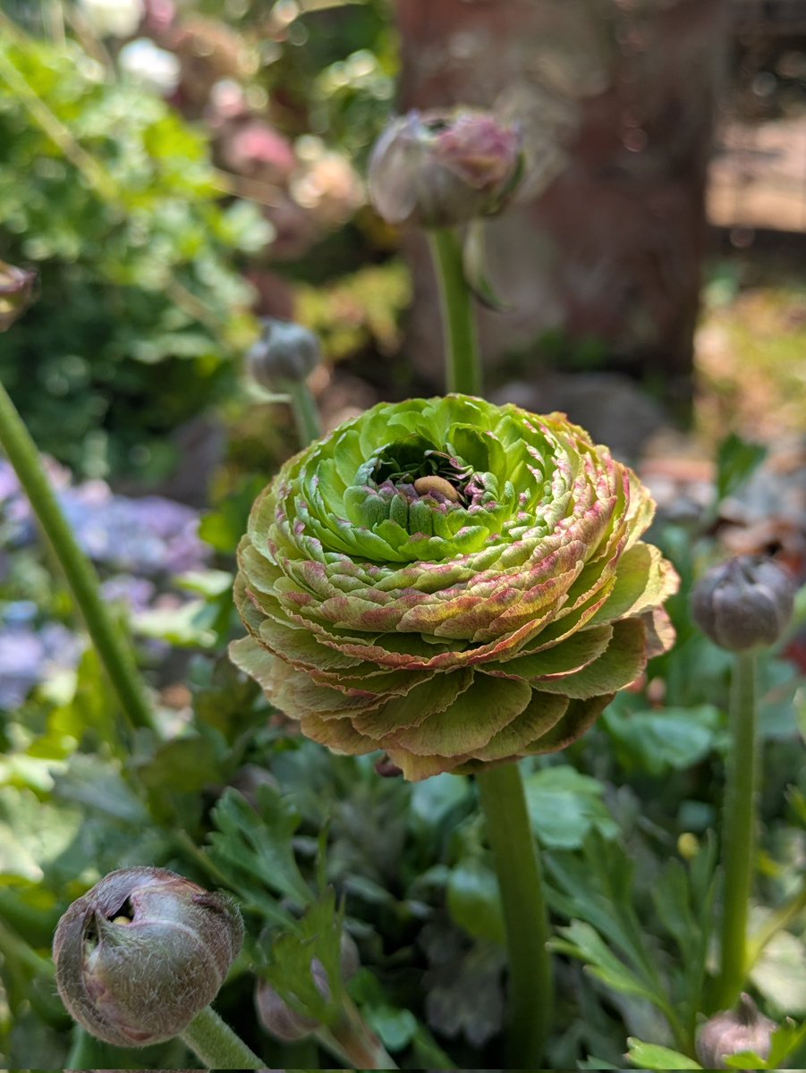 かむきち tweet media