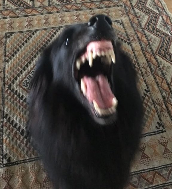 𝑠𝑖𝑟𝑖͟𝑢͟𝑠 𝗯. tweet media