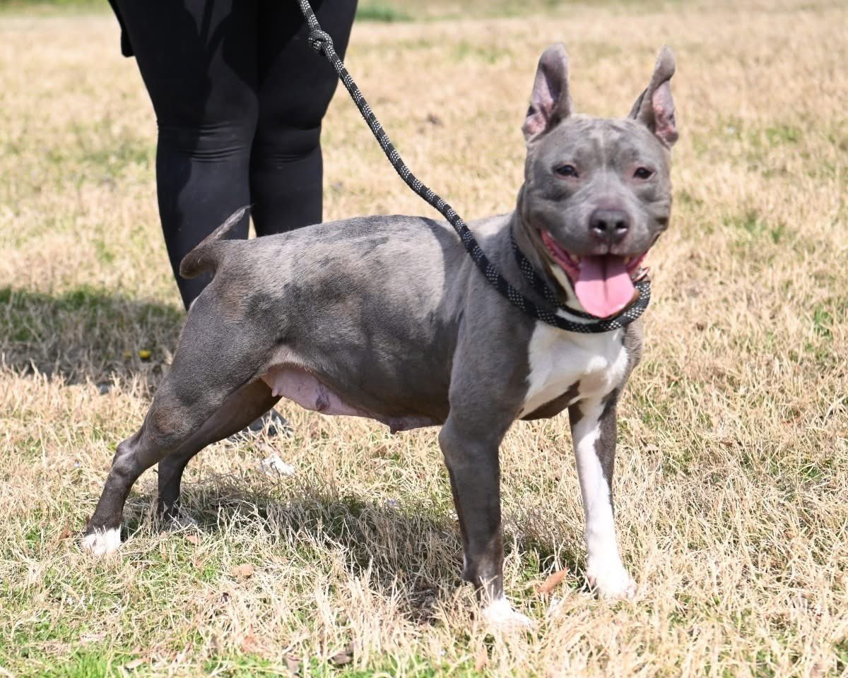 Rescue Dogs Rock, D.C. 🐾🐾🇺🇸 tweet media
