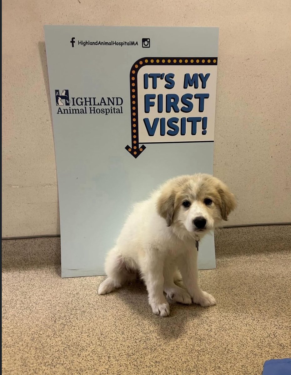 Puppies 🐶 tweet media