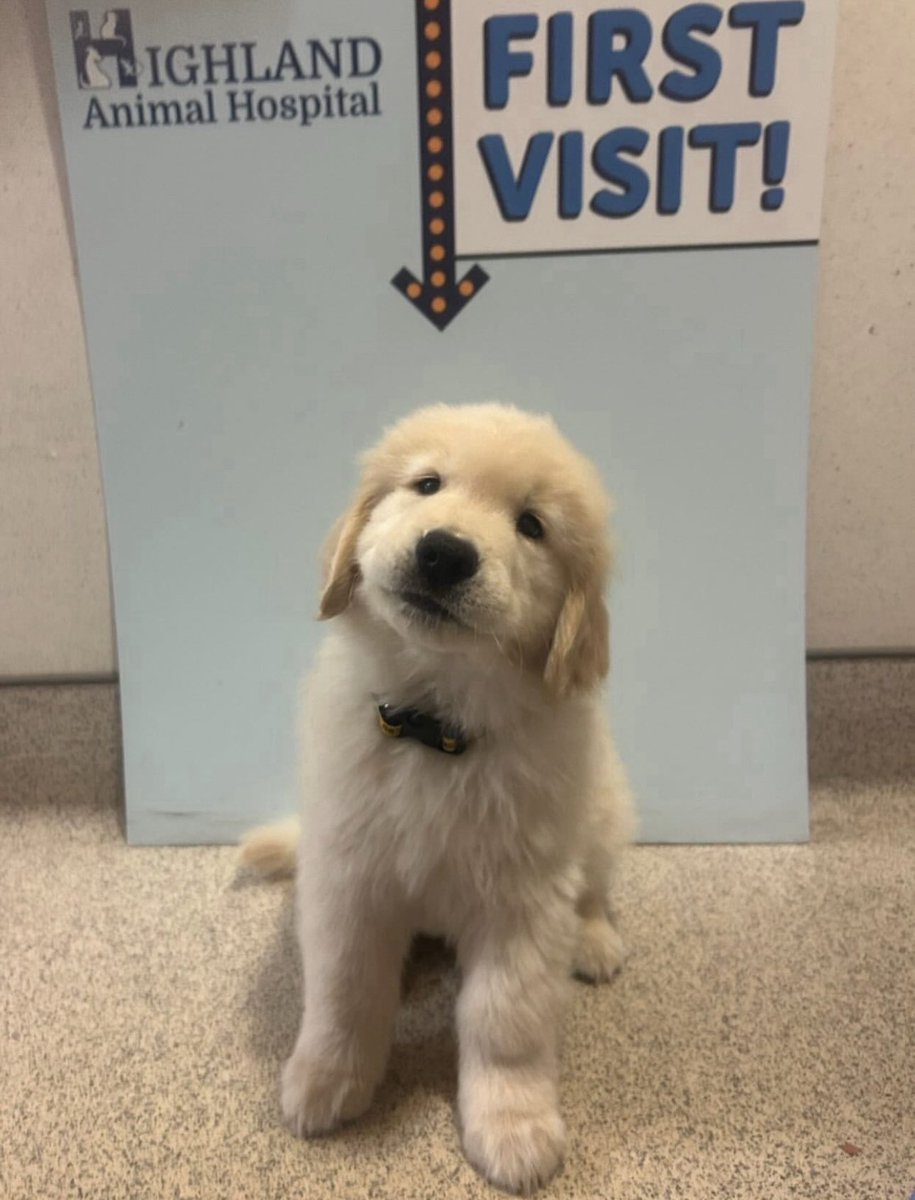 Puppies 🐶 tweet media