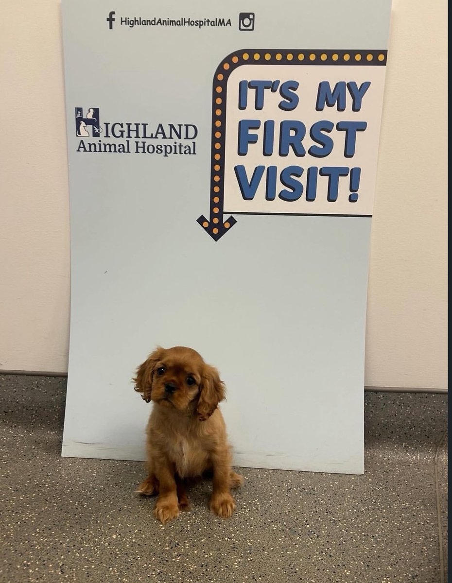 Puppies 🐶 tweet media